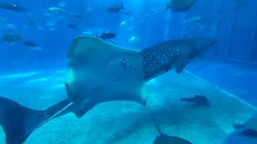 沖縄美ら海水族館に投稿された画像（2025/8/29）