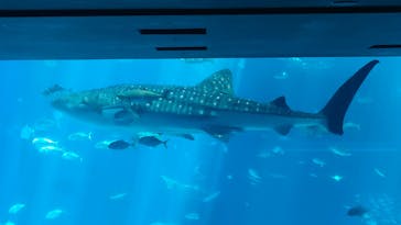 沖縄美ら海水族館に投稿された画像（2025/8/29）
