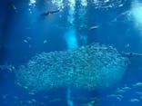 アクアワールド茨城県大洗水族館に投稿された画像（2025/8/30）