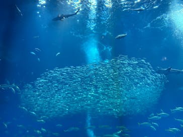 アクアワールド茨城県大洗水族館に投稿された画像（2025/8/29）