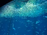 アクアワールド茨城県大洗水族館に投稿された画像（2025/8/30）