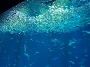 アクアワールド茨城県大洗水族館に投稿された画像（2025/8/29）
