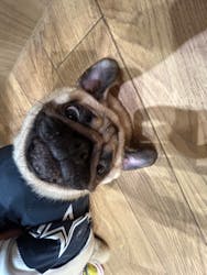 いぬカフェRio 仙台店に投稿された画像（2025/8/29）