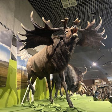 特別展「氷河期展 〜人類が見た4万年前の世界〜」（国立科学博物館）に投稿された画像（2025/8/30）