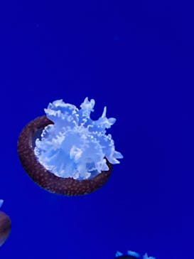 新江ノ島水族館に投稿された画像（2025/8/30）