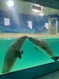 下田海中水族館に投稿された画像（2025/8/30）