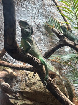 体感型動物園iZooに投稿された画像（2025/8/30）