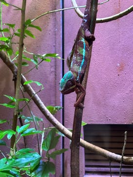 体感型動物園iZooに投稿された画像（2025/8/30）