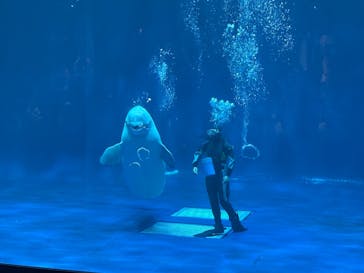 島根県立 しまね海洋館に投稿された画像（2025/8/30）