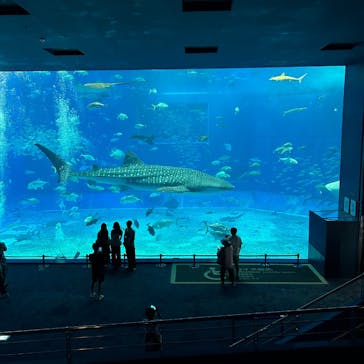 沖縄美ら海水族館に投稿された画像（2025/8/30）