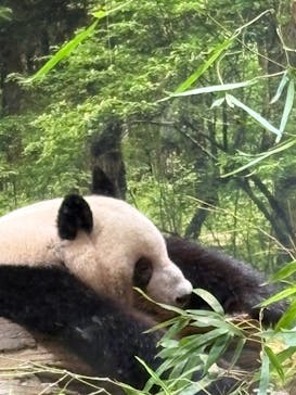 恩賜上野動物園に投稿された画像（2025/8/30）