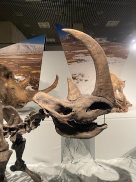 特別展「氷河期展 〜人類が見た4万年前の世界〜」（国立科学博物館）に投稿された画像（2025/8/30）