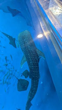 のとじま水族館に投稿された画像（2025/8/30）