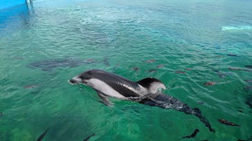 のとじま水族館に投稿された画像（2025/8/30）
