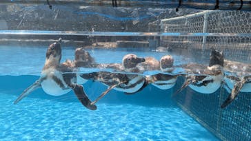のとじま水族館に投稿された画像（2025/8/30）