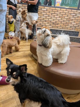 いぬカフェRio イオンモール常滑店に投稿された画像（2025/8/30）