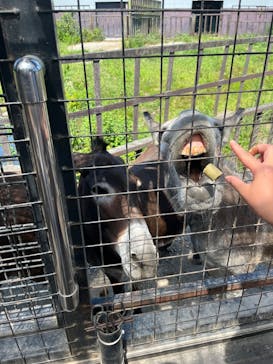 那須サファリパークに投稿された画像（2025/8/30）