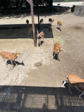 那須サファリパークに投稿された画像（2025/8/30）