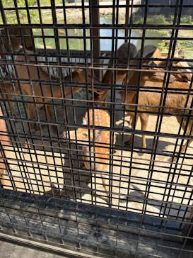 那須サファリパークに投稿された画像（2025/8/30）