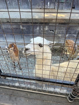 那須サファリパークに投稿された画像（2025/8/30）