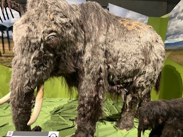 特別展「氷河期展 〜人類が見た4万年前の世界〜」（国立科学博物館）に投稿された画像（2025/8/30）