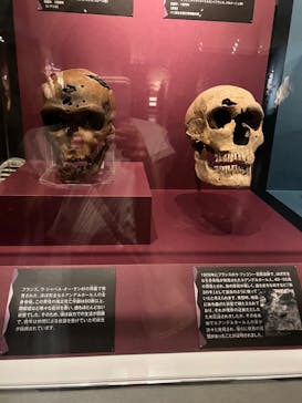 特別展「氷河期展 〜人類が見た4万年前の世界〜」（国立科学博物館）に投稿された画像（2025/8/30）