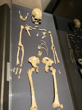 特別展「氷河期展 〜人類が見た4万年前の世界〜」（国立科学博物館）に投稿された画像（2025/8/30）