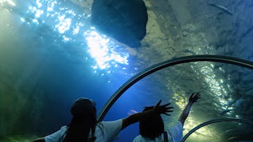 串本海中公園水族館に投稿された画像（2025/8/30）