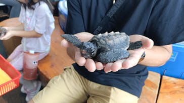 串本海中公園水族館に投稿された画像（2025/8/30）
