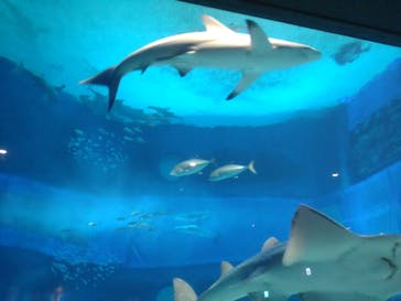 沖縄美ら海水族館に投稿された画像（2025/8/30）