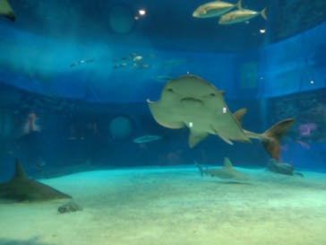 沖縄美ら海水族館に投稿された画像（2025/8/30）