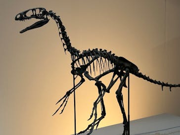 福井県立恐竜博物館に投稿された画像（2025/8/30）