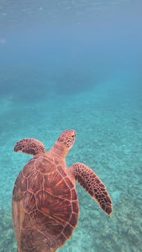 SHISHI石垣島（シシイシガキジマ）に投稿された画像（2025/8/30）