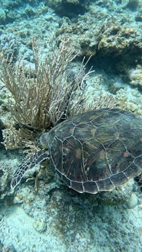 SHISHI石垣島（シシイシガキジマ）に投稿された画像（2025/8/30）