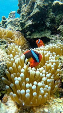 SHISHI石垣島（シシイシガキジマ）に投稿された画像（2025/8/30）