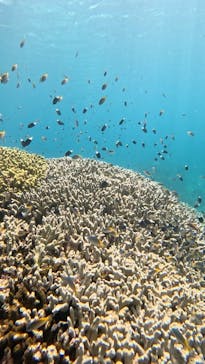 SHISHI石垣島（シシイシガキジマ）に投稿された画像（2025/8/30）