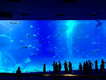 沖縄美ら海水族館に投稿された画像（2025/8/30）