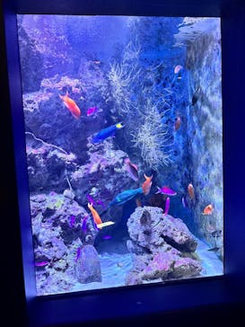 沖縄美ら海水族館に投稿された画像（2025/8/30）