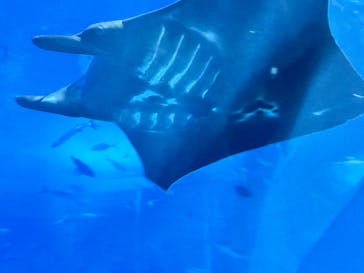 沖縄美ら海水族館に投稿された画像（2025/8/30）