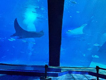 沖縄美ら海水族館に投稿された画像（2025/8/30）