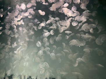 アクアワールド茨城県大洗水族館に投稿された画像（2025/8/30）