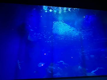 アクアワールド茨城県大洗水族館に投稿された画像（2025/8/30）