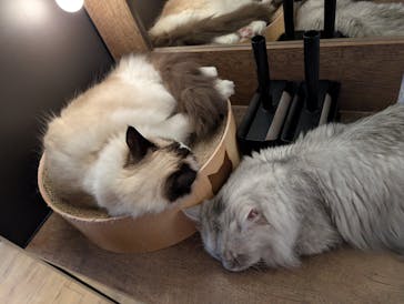 猫カフェモカ　池袋東口店に投稿された画像（2025/8/30）