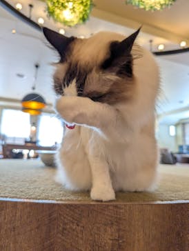 猫カフェモカ　池袋東口店に投稿された画像（2025/8/30）