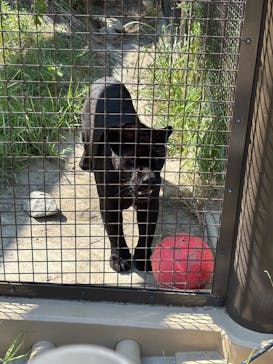 名古屋市東山動植物園に投稿された画像（2025/8/30）