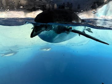 名古屋港水族館に投稿された画像（2025/8/30）