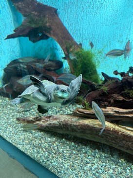 名古屋港水族館に投稿された画像（2025/8/30）