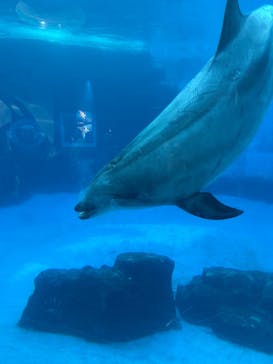 名古屋港水族館に投稿された画像（2025/8/30）