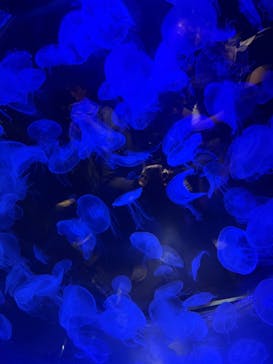 上越市立水族博物館 うみがたりに投稿された画像（2025/8/30）