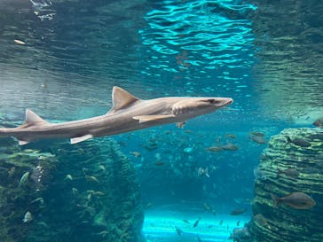 上越市立水族博物館 うみがたりに投稿された画像（2025/8/30）
